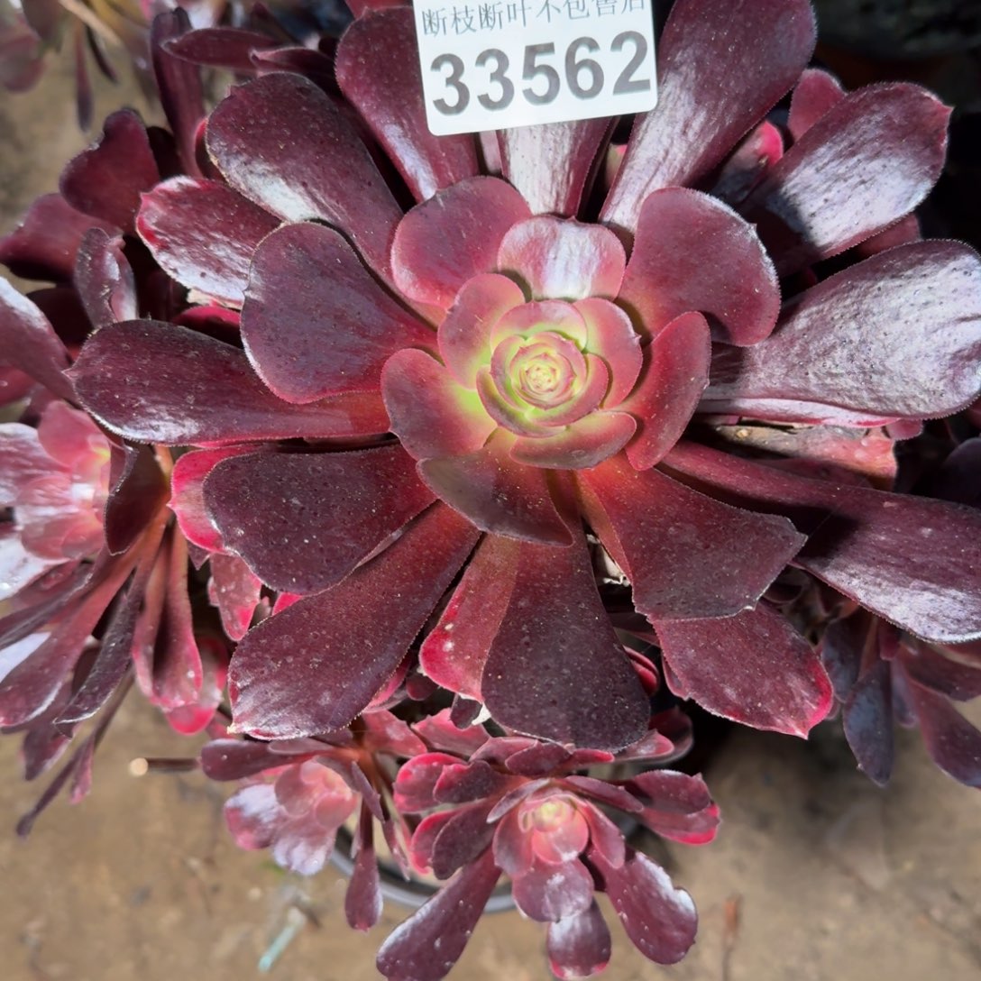 33562爱神多肉植物