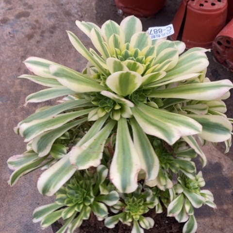 887金丝翡翠满25包邮多肉