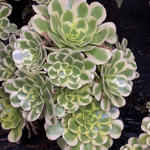 绿豆沙老桩捧花72号