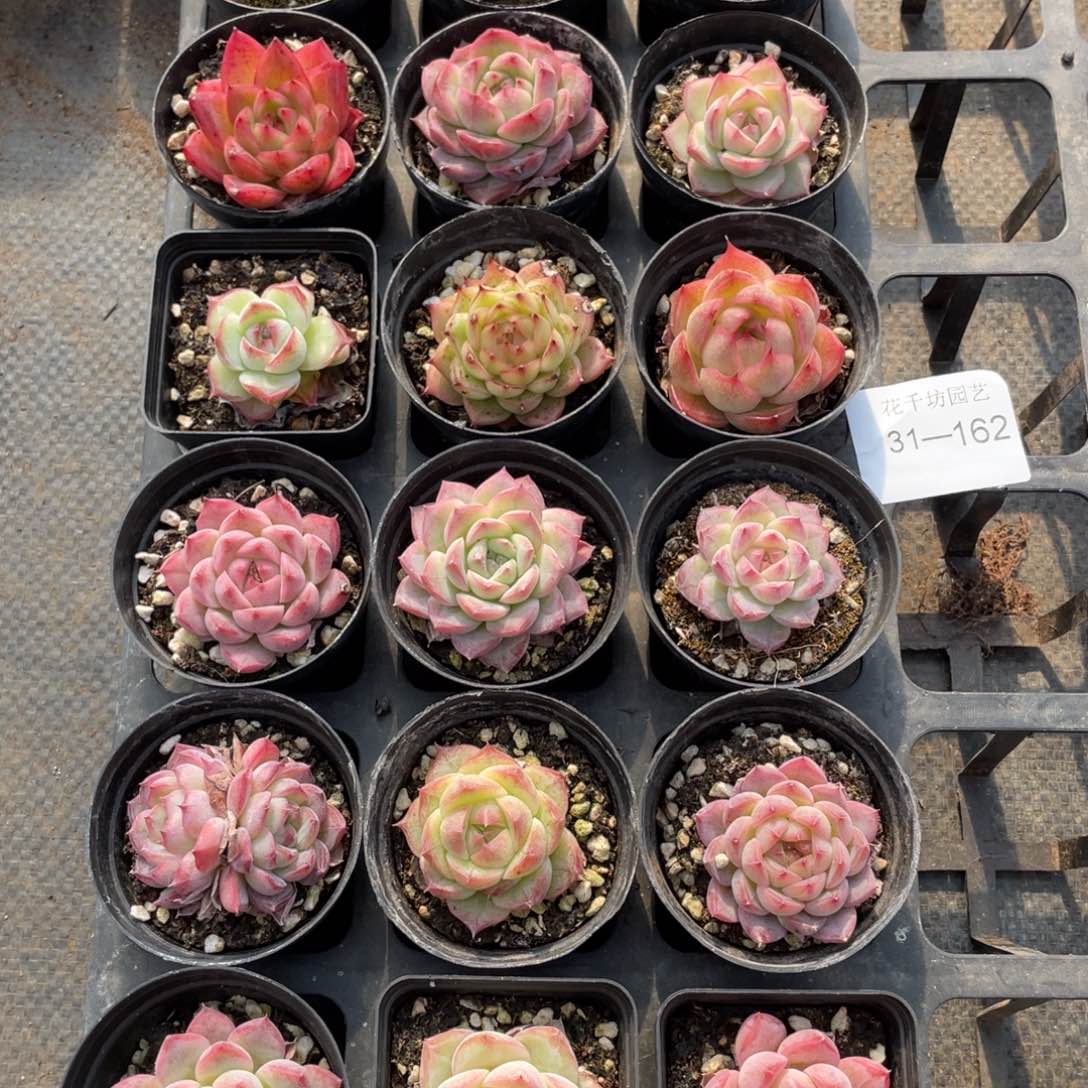 一物一拍18棵31-162