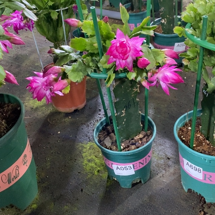 大部分花苞少量开放053嫁接061