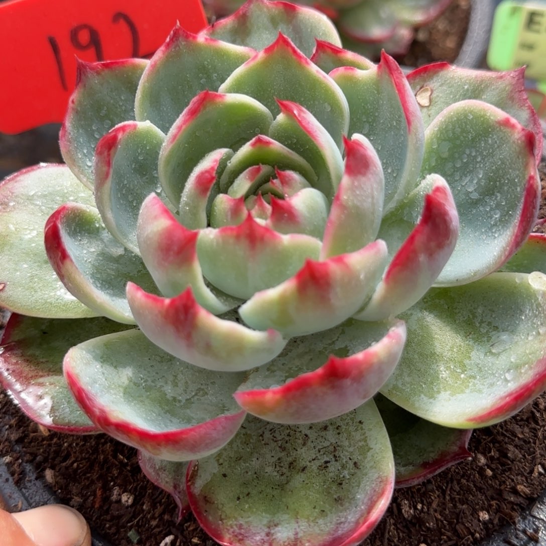 玫瑰惊鸿一物一拍包装收缩花旱192