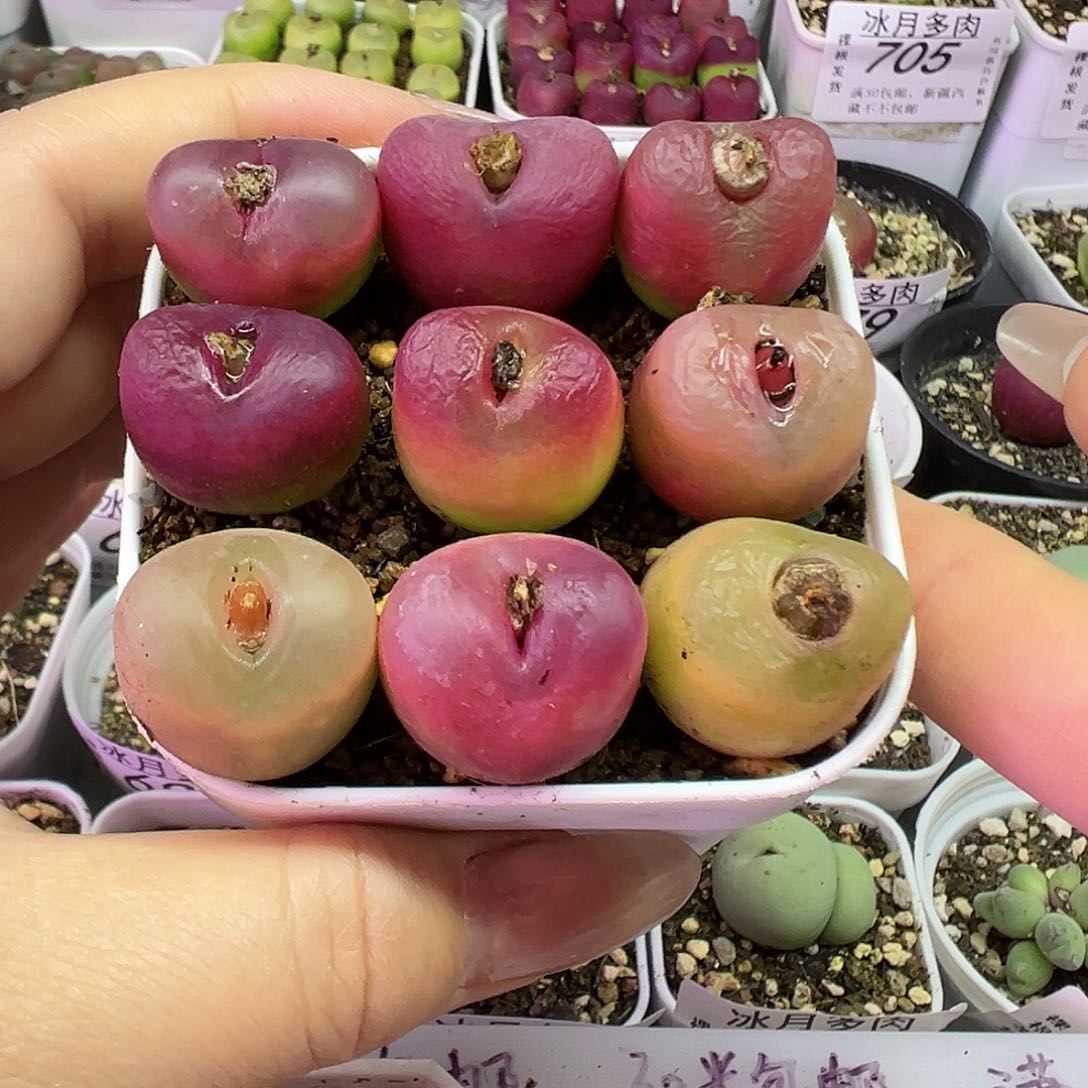 735毛汉尼裸根发货