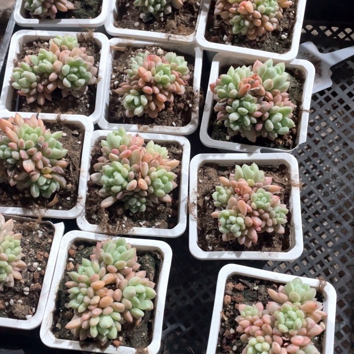 百搭翡翠15.8一盆8888888