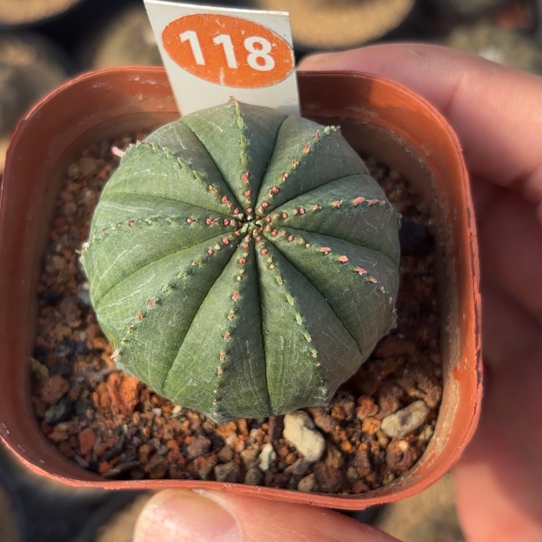 118泰版布纹球带盆带土