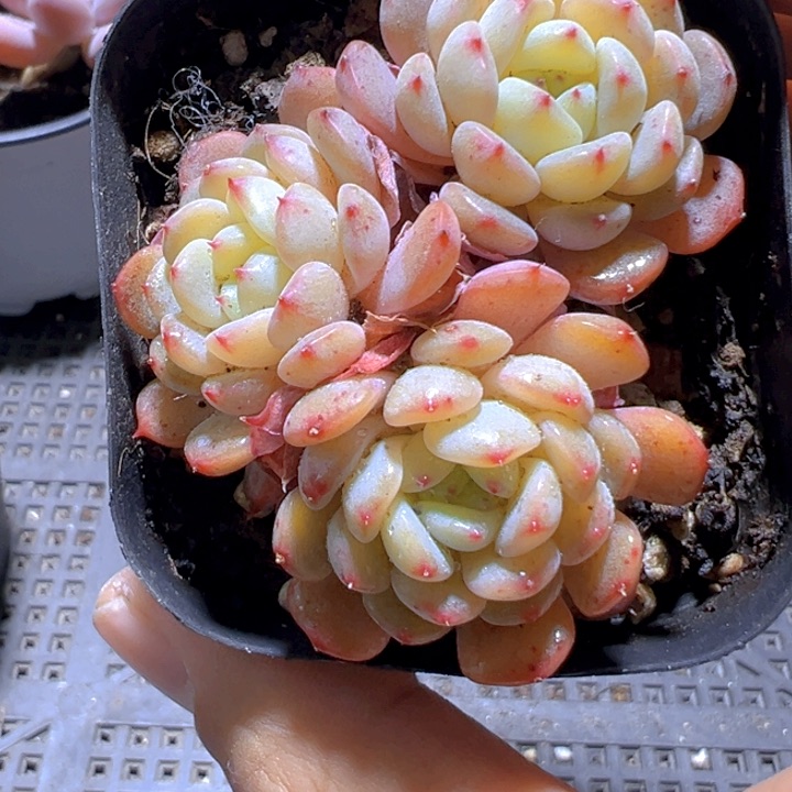 3头白胖子【一物一拍】香尔卉园艺