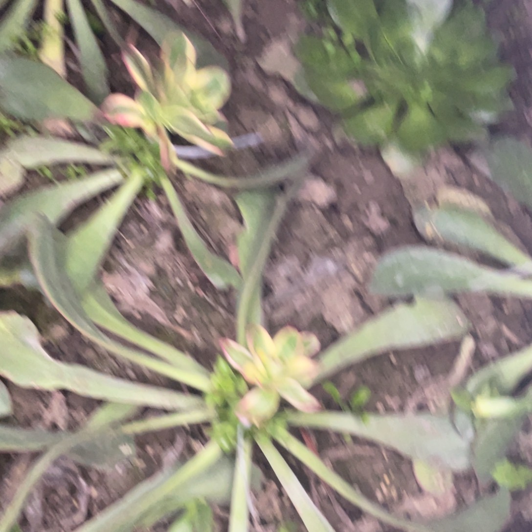 诚****麻奖品10级粉丝奖品