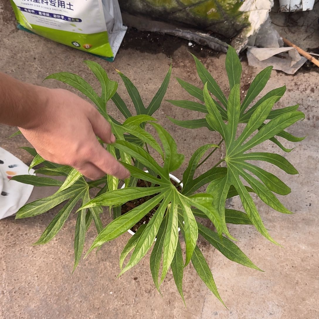 虎***蛋无花朵细叶掌裂T110