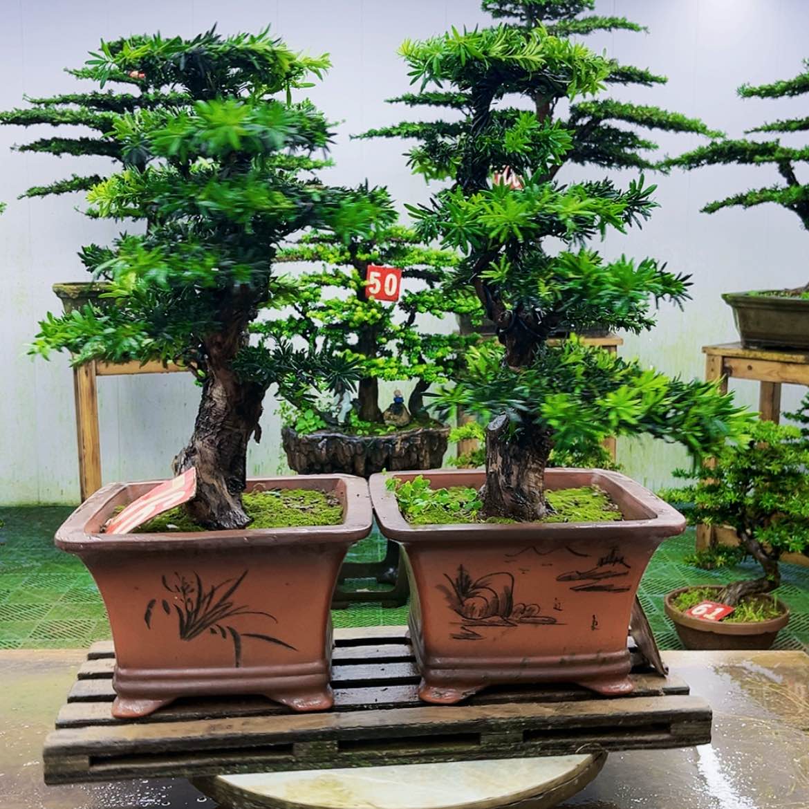 【闪购商品】无花朵罗汉松盆景作品欣赏与