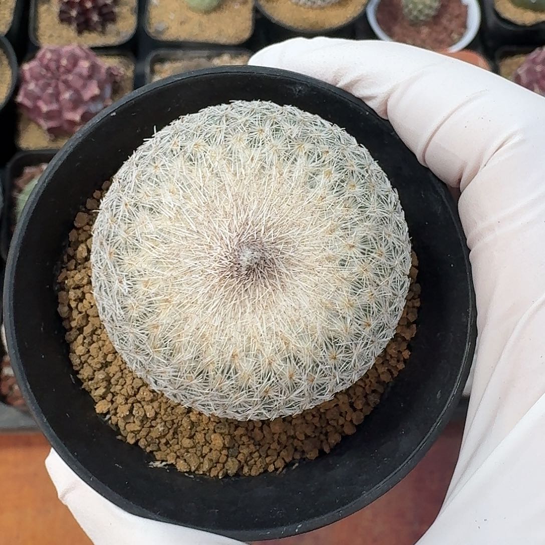 单头月世界仙人球