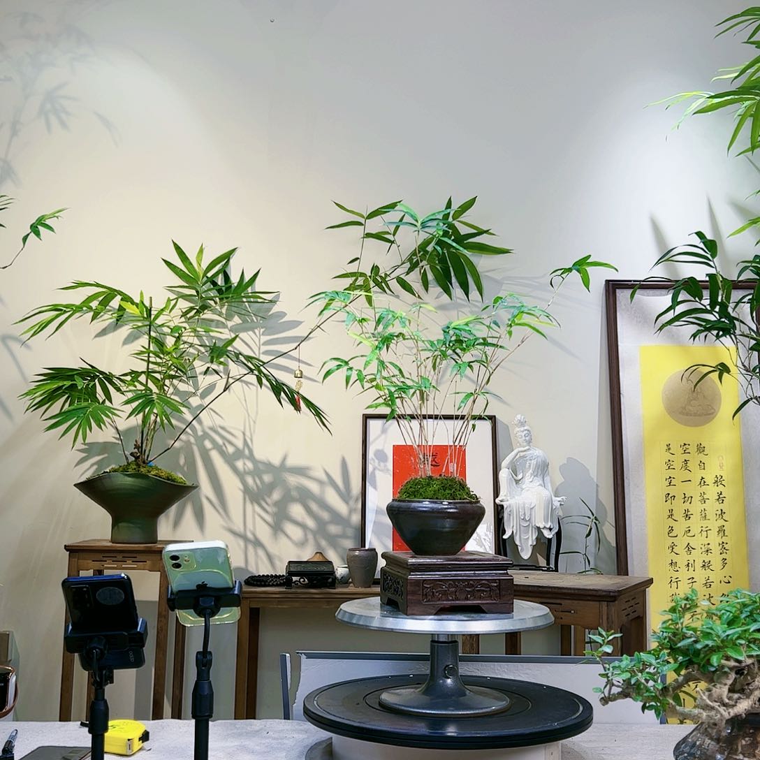 缘****3老桩精品竹盆景