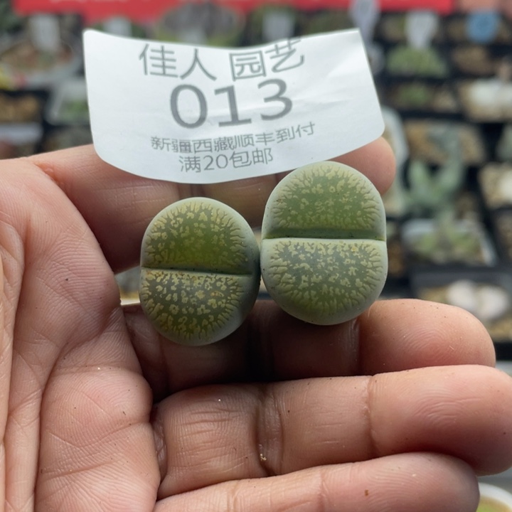 佳人园艺老周多肉上福利啦c54a013