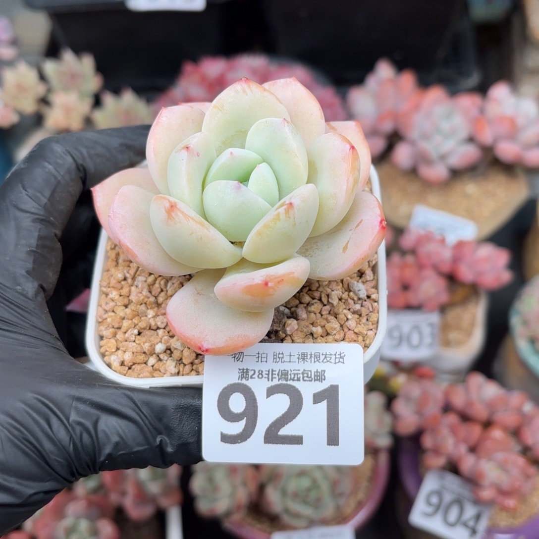 泡芙奶茶单头无盆土发货