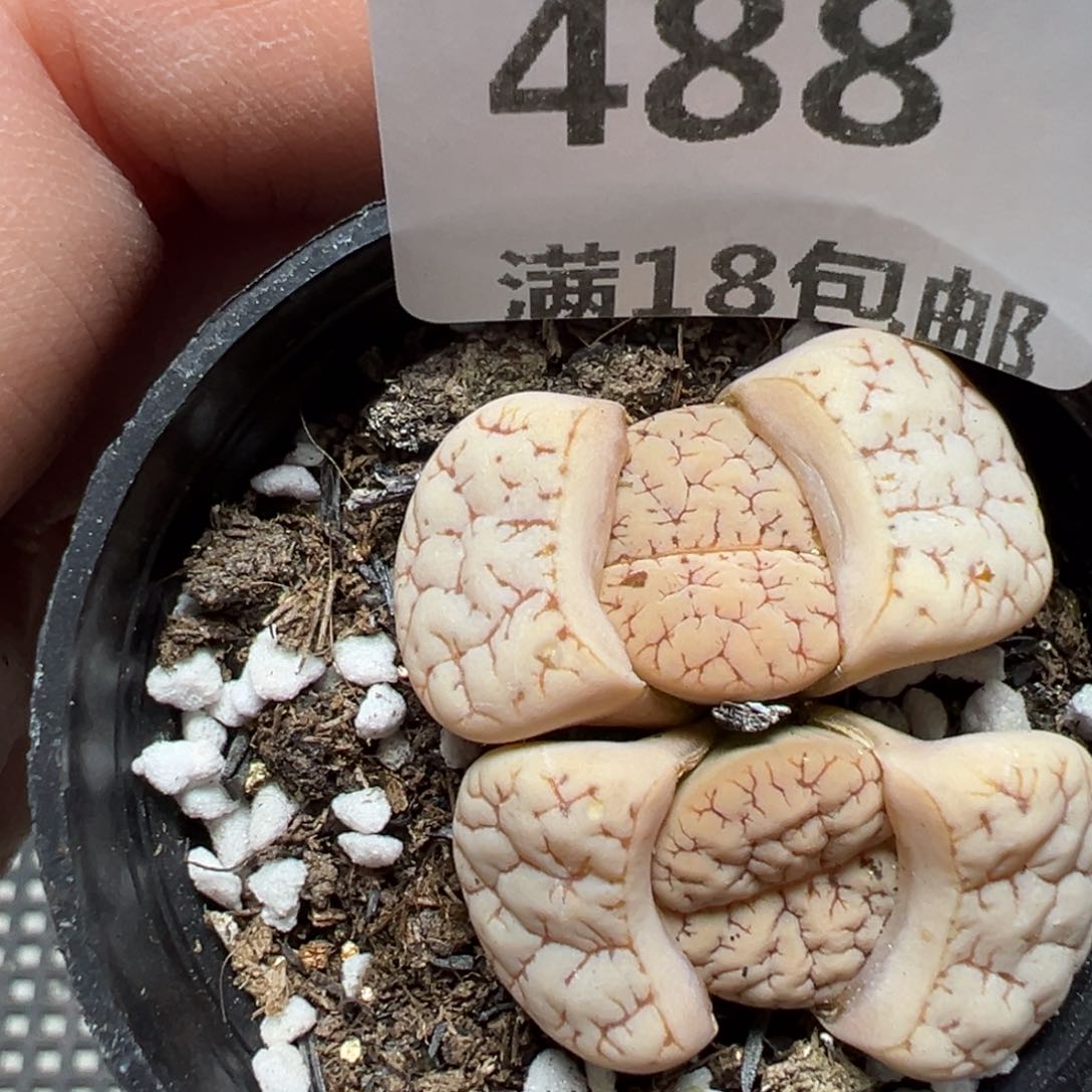 【闪购商品】488……