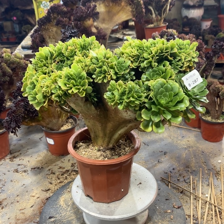 287 绿羊绒缀 不售后 多肉植物