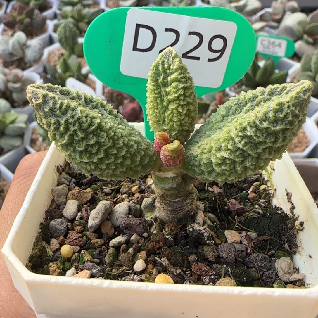 渔***火大叶摩羯。   229。    