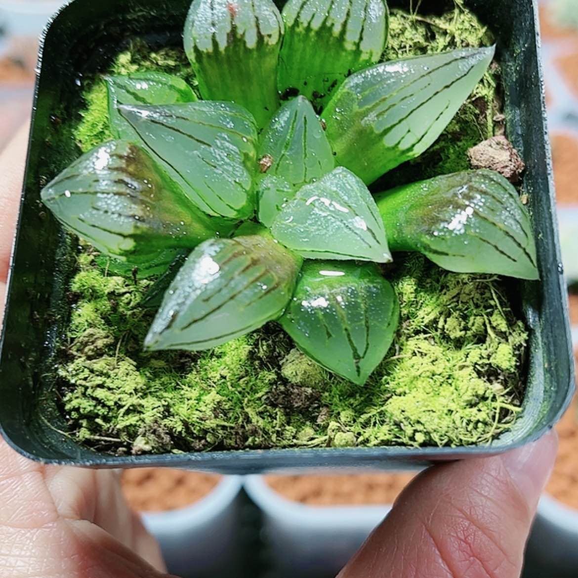 【闪购商品】西瓜寿