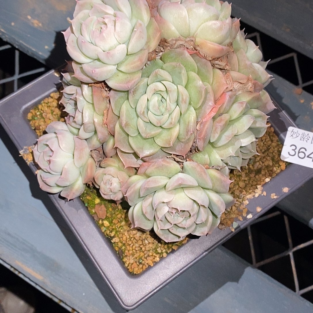 中***23643下播福利～14厘米