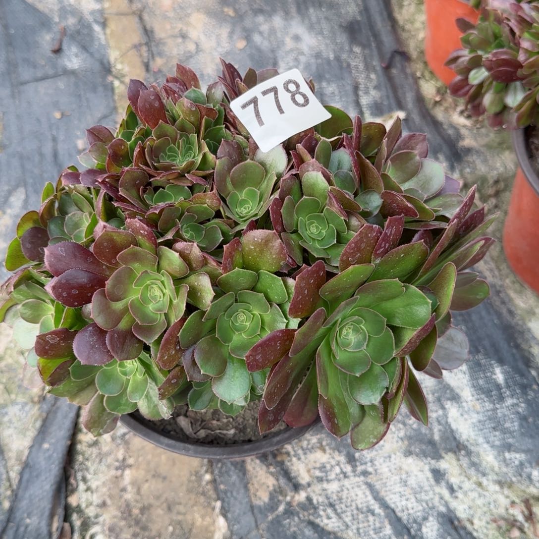 一**光778多肉植物玫瑰缀