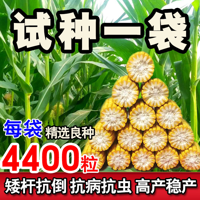 【郑单958】试种一袋 国审高产量玉米种 4400粒 耐旱耐涝不挑地播种
