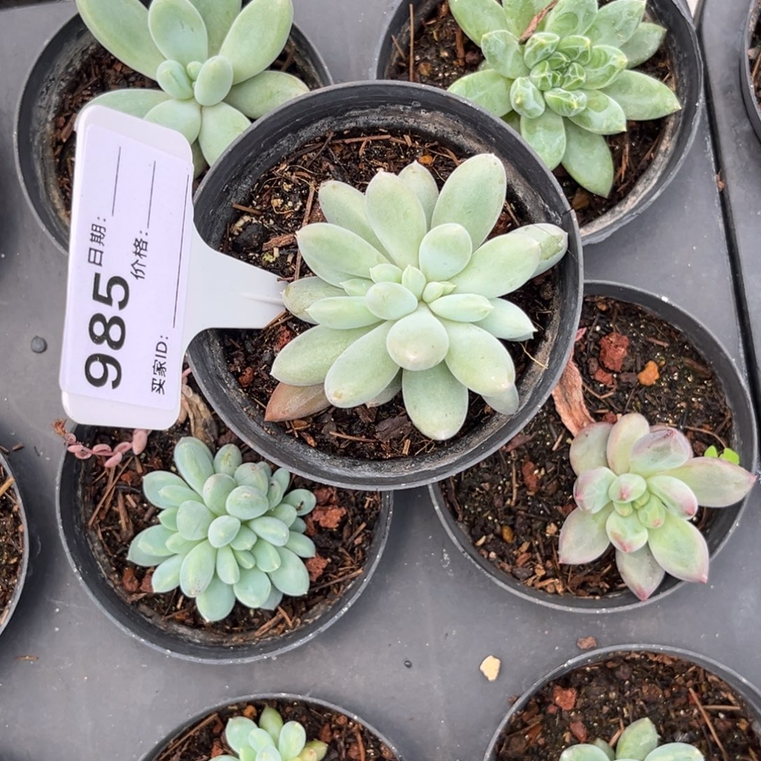 哥特缀化多肉植物985