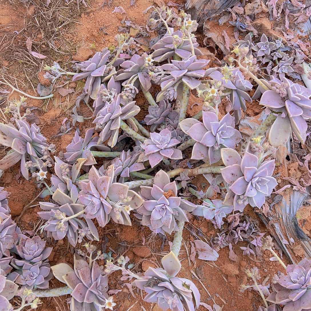 胧叶多肉 轻微断枝不售后