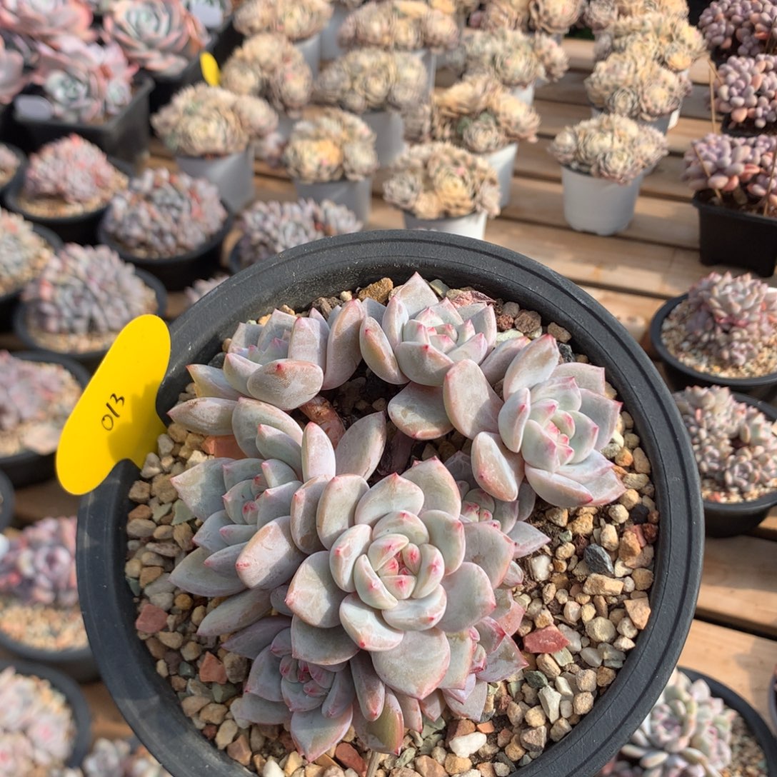 12厘米八头有砍溏心石榴籽 013