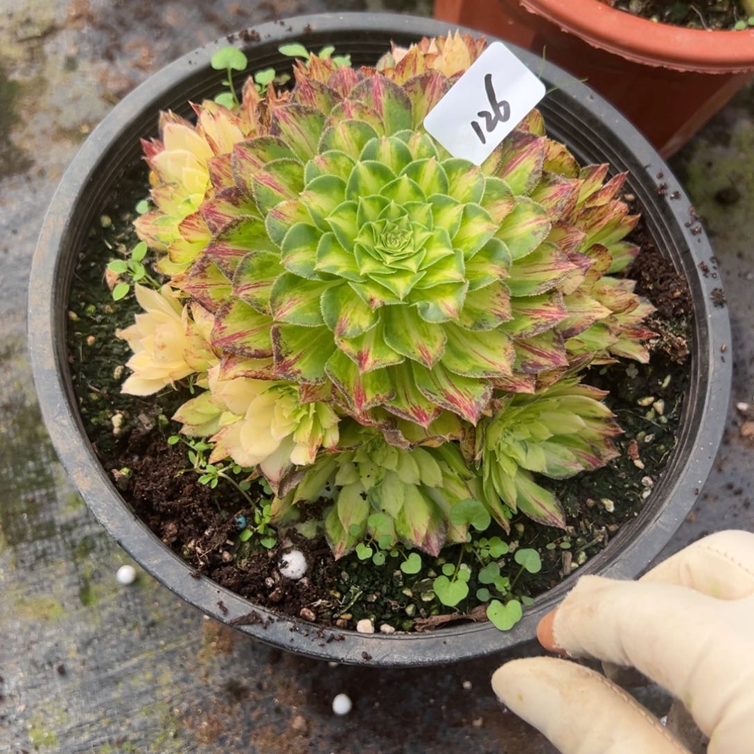 126知己多肉嘻嘻嘻