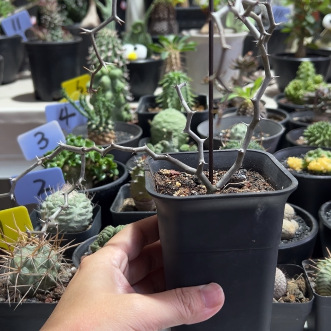 弯曲龙带盆111111