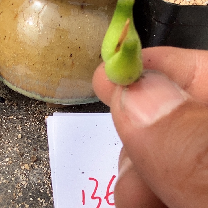 13699小葫芦一颗       