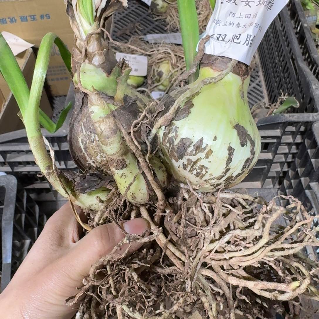 超级安瑞雅双包胎开花球