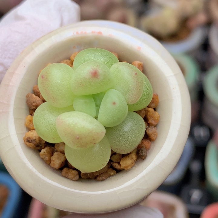 022 萤火虫 小彩球 1+2