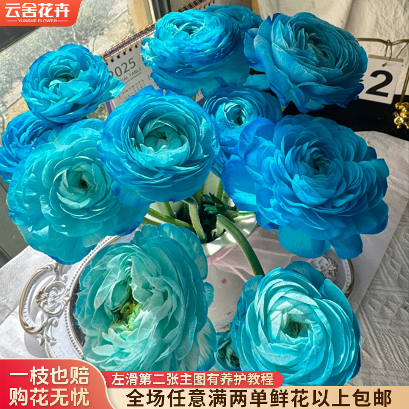 【云舍花卉】【圣托里尼蓝】洋牡丹全场任意满两单及以上鲜花包邮发货