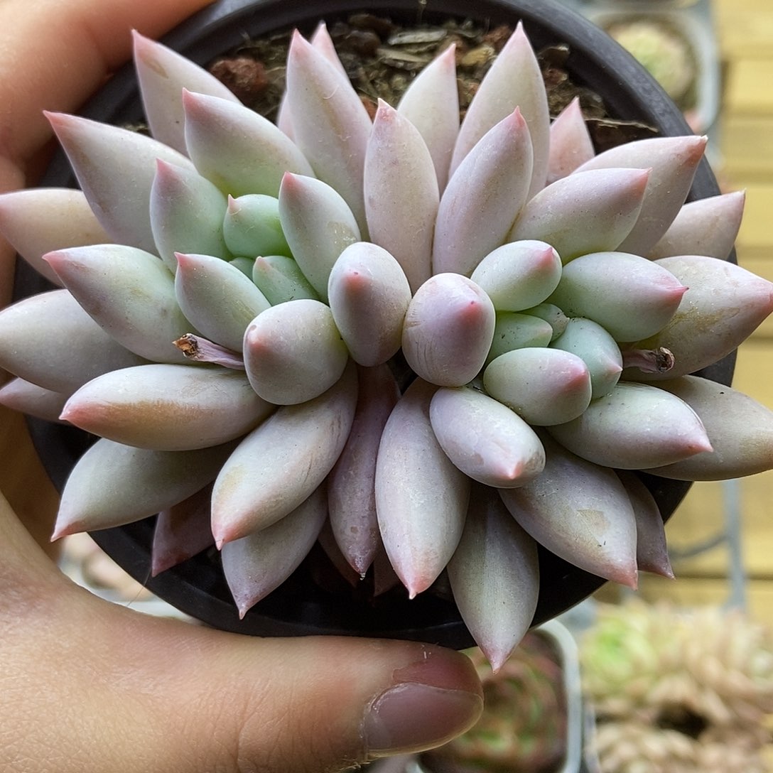 一物一拍一单包邮 170