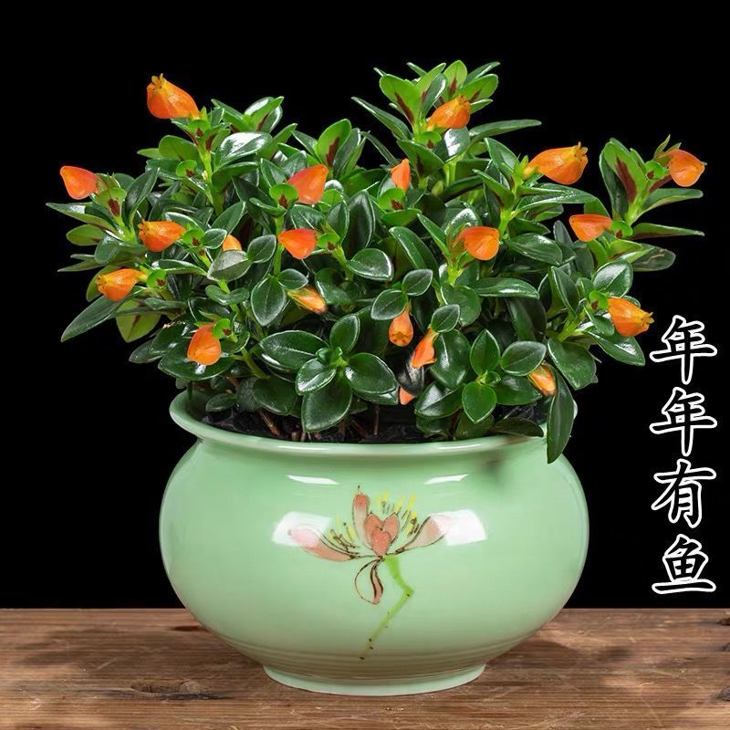 金鱼花吊兰金鱼花盆栽金鱼花带花苞室内四季常青绿植花卉四季开花