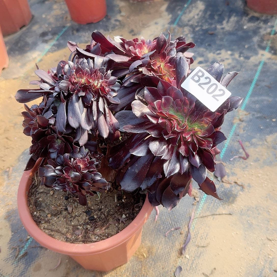 202欧紫一颗呀呀满28包邮