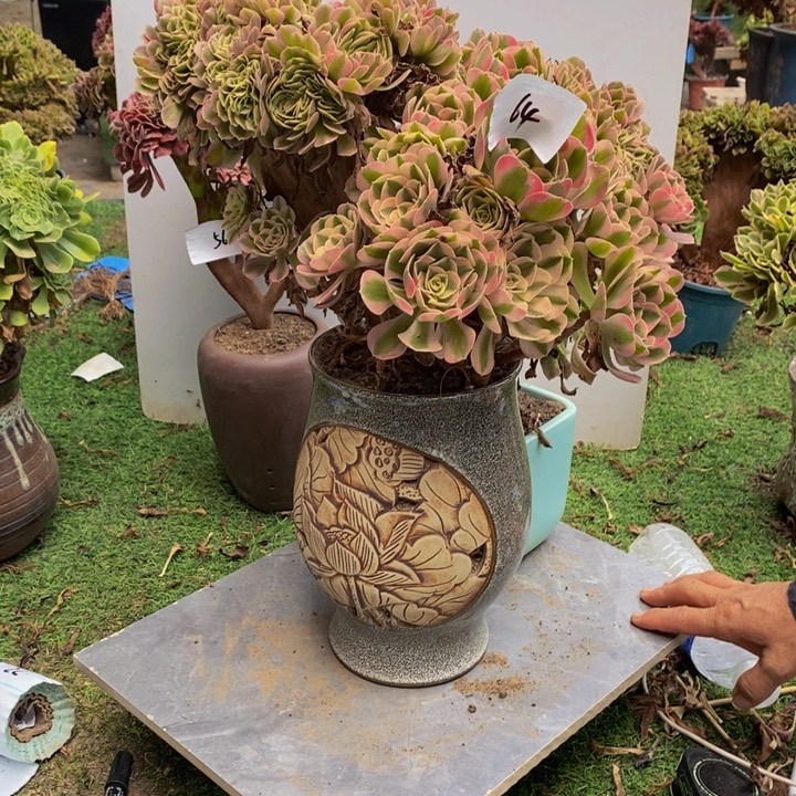 玉***）完全开放64号粉女巫缀化➕女神1颗