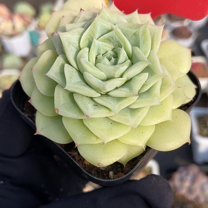 862白天鹅多肉植物保护