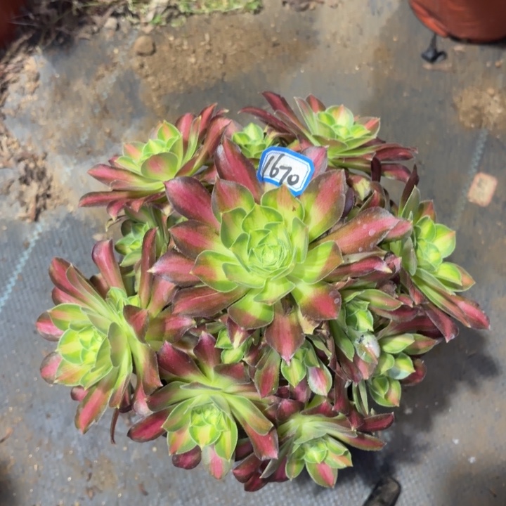 一物一拍韶华1670