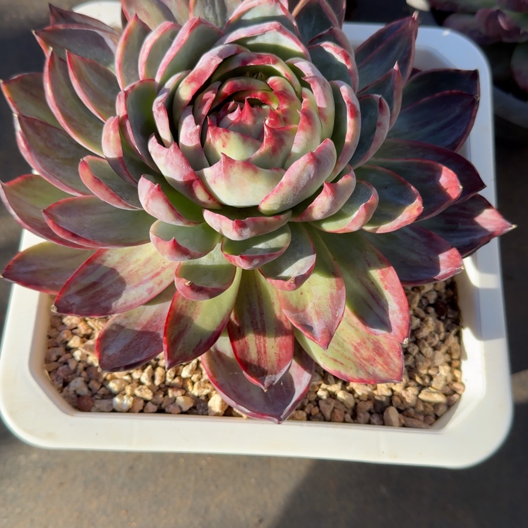 天***亿无花朵肉肉肉肉肉肉肉肉肉