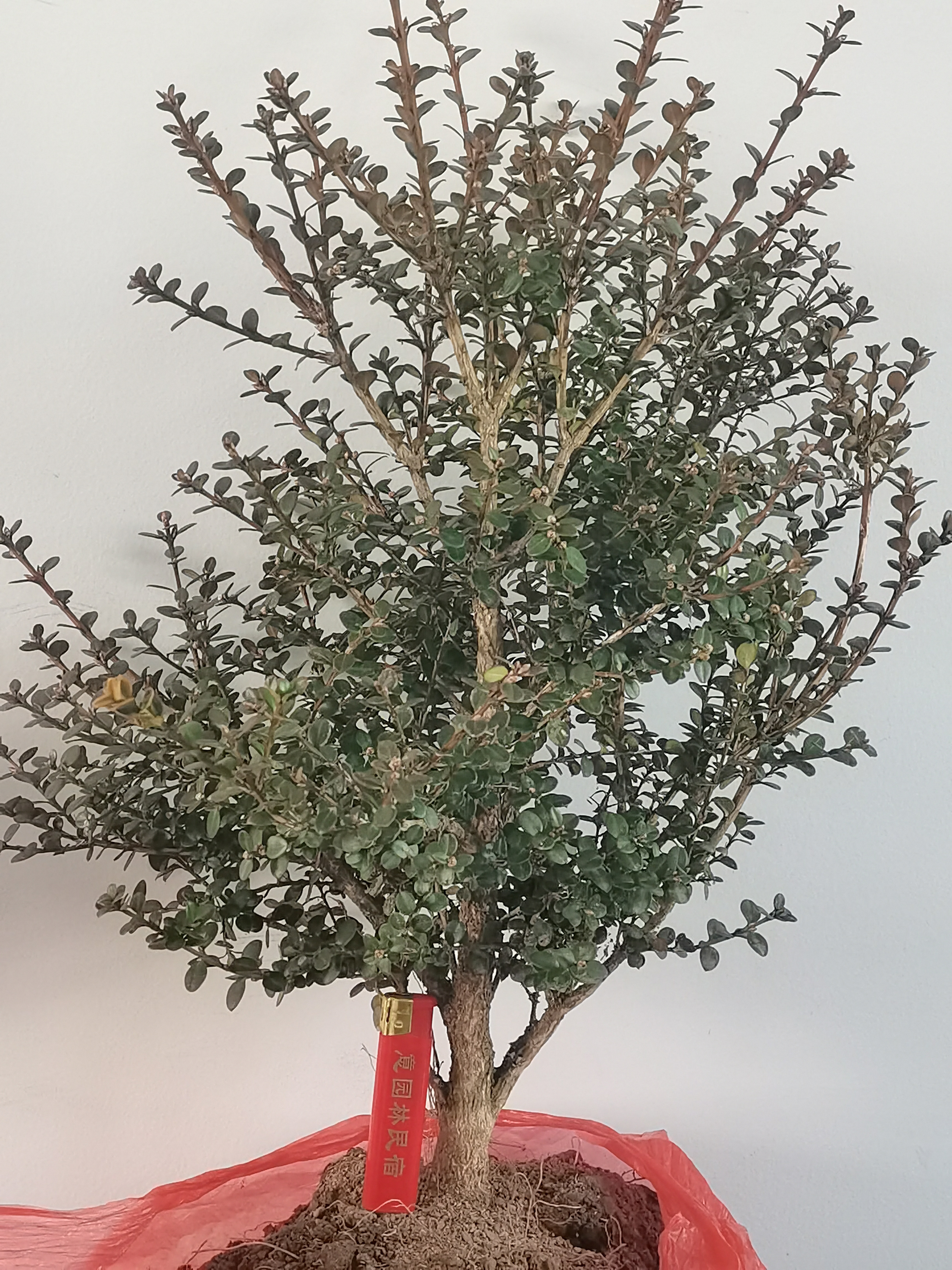 安徽大别山优良品种盆景珍珠黄杨四季常青老树绿植盆景