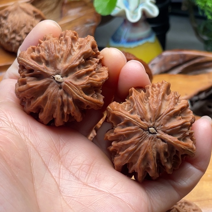 野生灯笼狮子头40尺寸有修