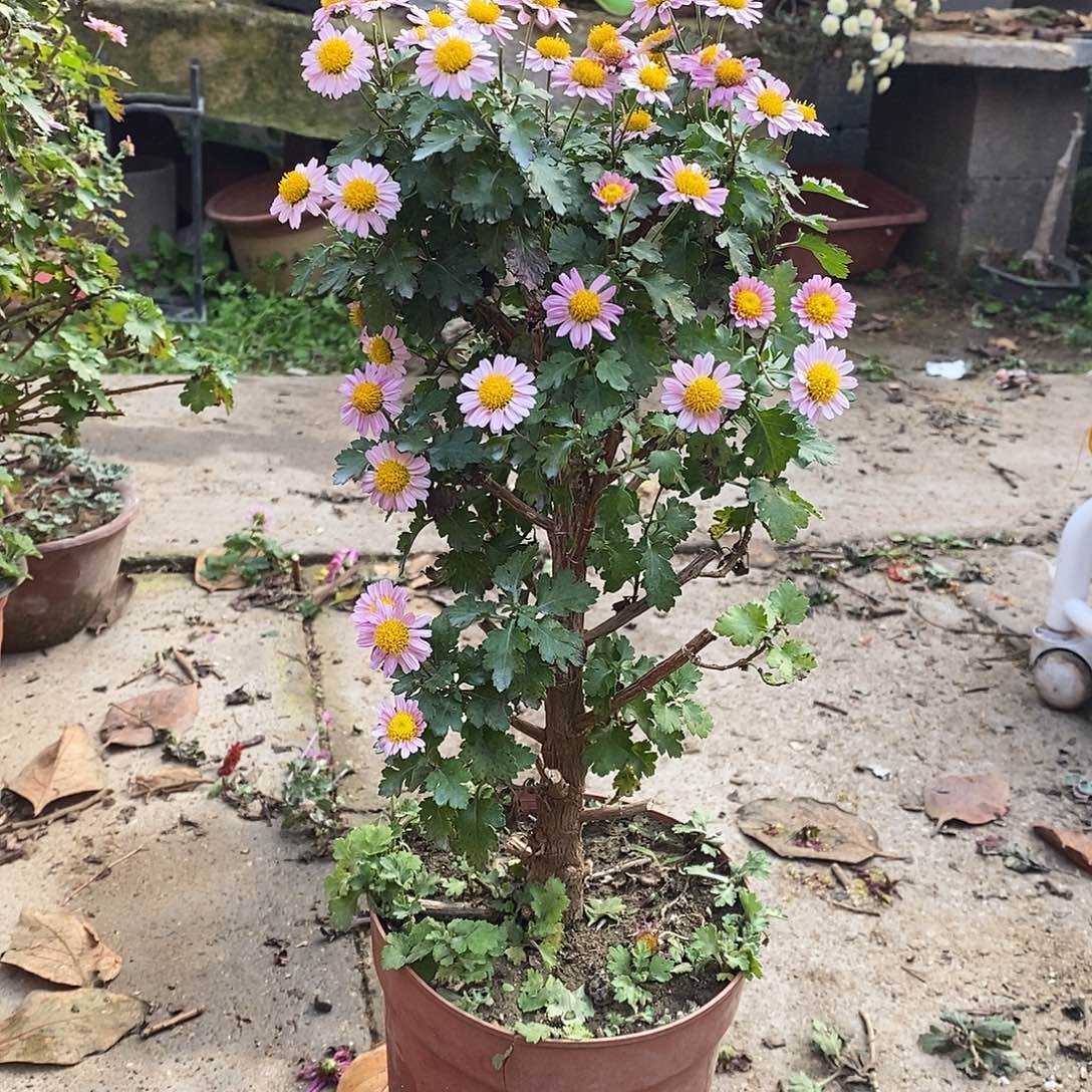 萤***生完全开放菊花菊花