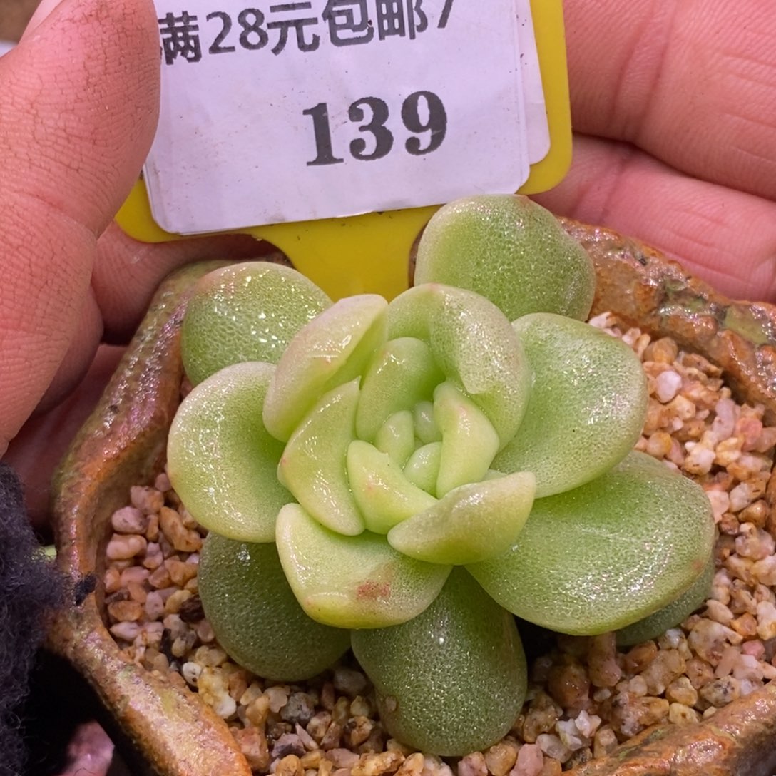 7139特，冰玉锦心带锦