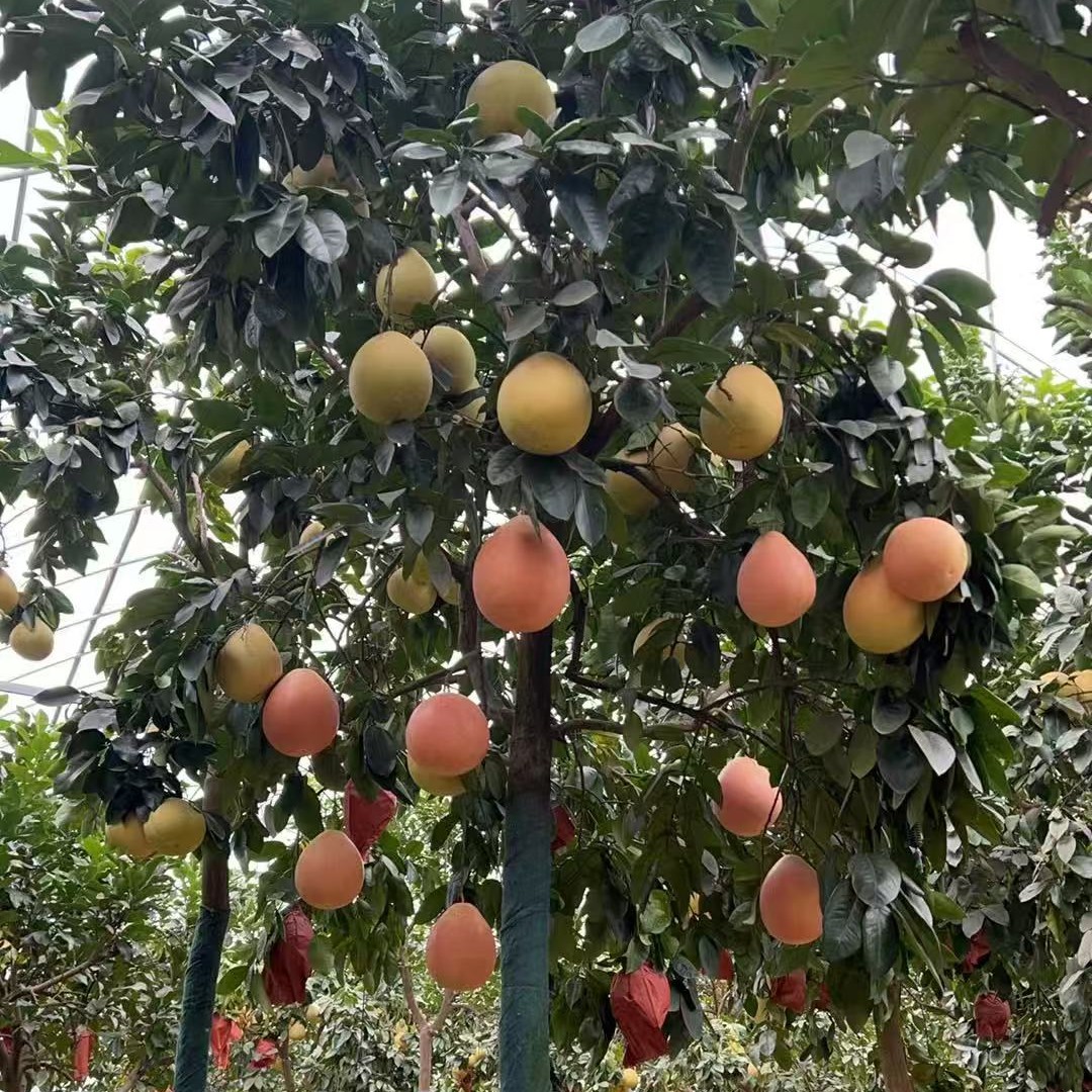 橘子树、橙子树、柚子树【直播间一物一拍】