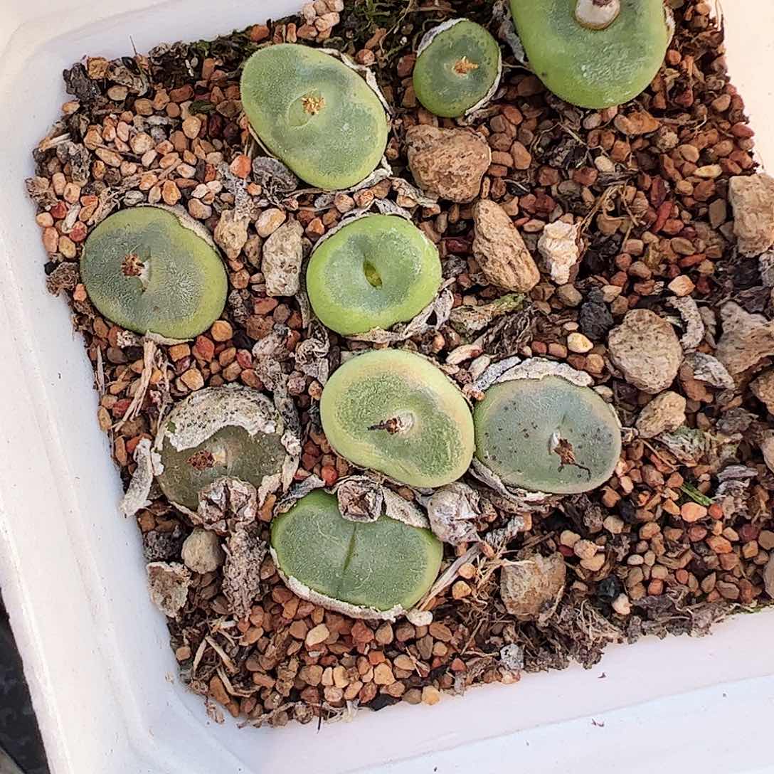 水晶鞋带盆发…………………