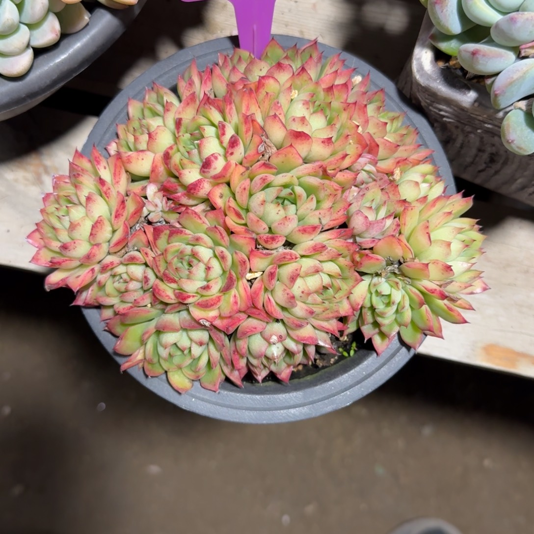 绿意111111111111111111111