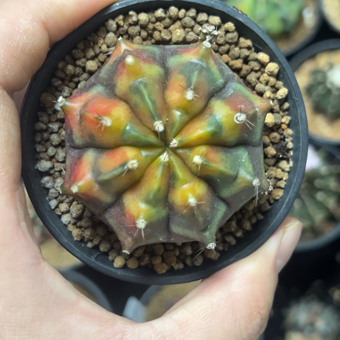 乌贼侧芽自根带盆土发货13