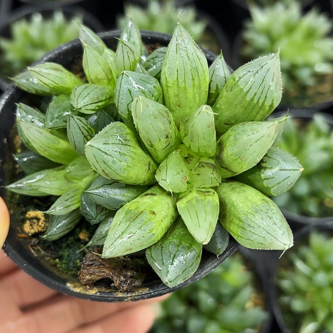 冰钻玉露多肉植物
