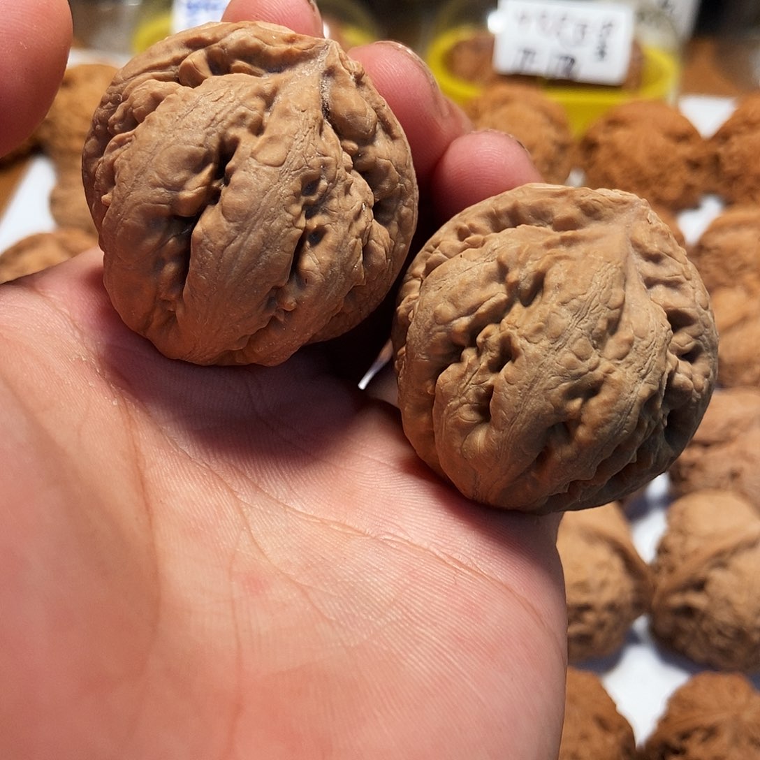 文玩核桃吊坠41全品霸王龙。27